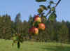 obstplantascheapfel1.jpg (54976 Byte)