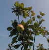 obstplantascheapfel2.JPG (121892 Byte)