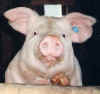 schwein1.jpg (14122 Byte)