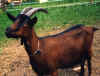 ziege4.jpg (77128 Byte)