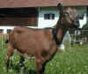 ziege6.JPG (84219 Byte)